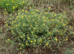 Centaurea hyalolepis