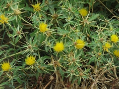 Centaurea hyalolepis