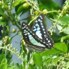 Graphium eurypylus