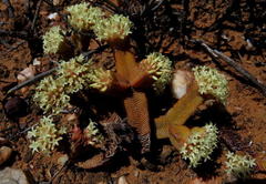 Crassula pyramidalis