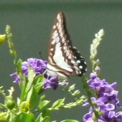 Graphium eurypylus