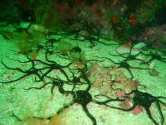 Thyone aurea