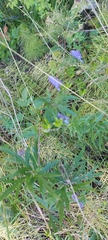 Aconitum volubile
