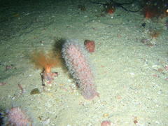 Thyone aurea