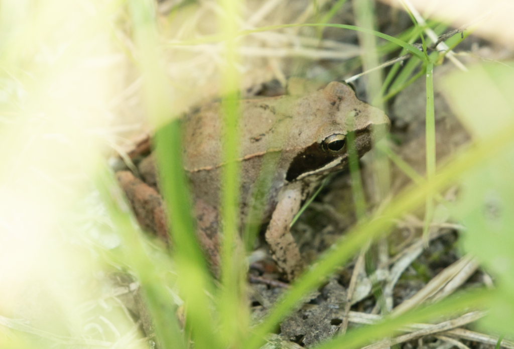 Italian Agile Frog