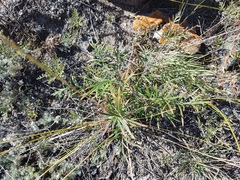 Potentilla verticillaris