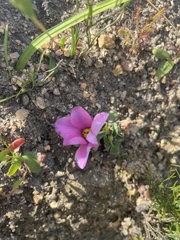 Moraea versicolor