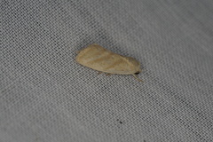 Earias paralella