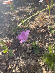 Moraea versicolor