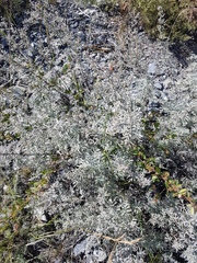 Artemisia messerschmidtiana