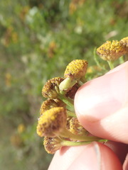 Rhopalomyia tanaceticola