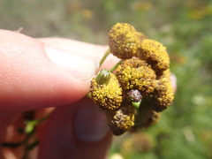 Rhopalomyia tanaceticola