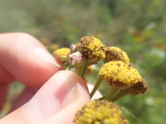 Rhopalomyia tanaceticola