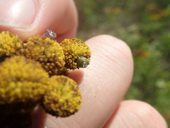 Rhopalomyia tanaceticola