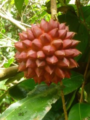 Duguetia quitarensis