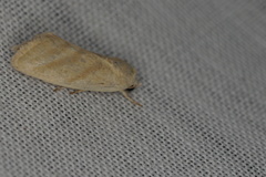 Earias paralella
