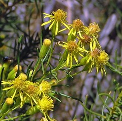 Senecio subulatus