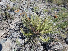 Dracocephalum fruticulosum
