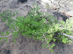 Asparagus lignosus