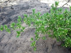 Asparagus lignosus
