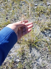 Stipa grandis