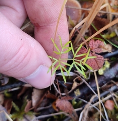 Ostericum tenuifolium