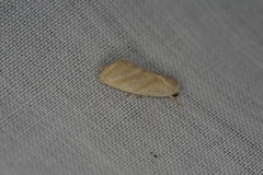 Earias paralella