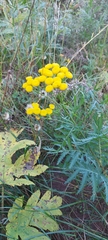 Tanacetum vulgare