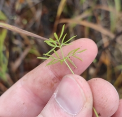 Ostericum tenuifolium