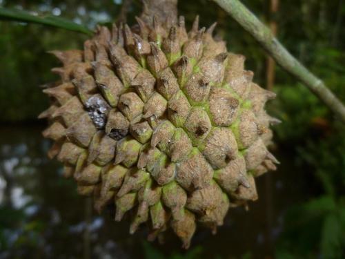 Duguetia spixiana, 2013-06-06
