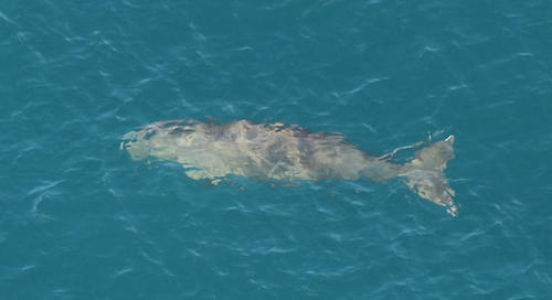 Dugong (Dugong dugon)