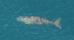 Dugong dugon