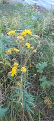Hieracium umbellatum