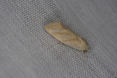Earias paralella
