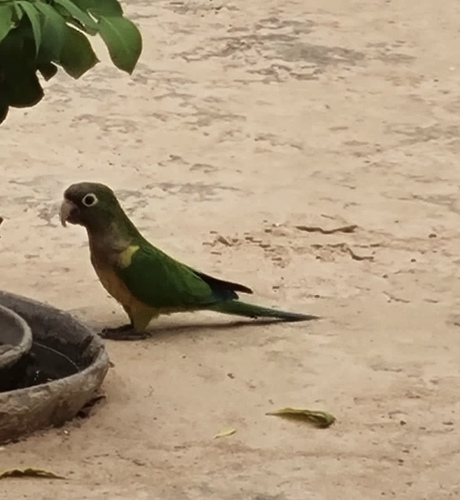 Cactus Parakeet