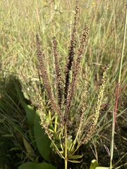 Veronicastrum