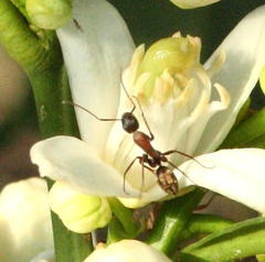 Camponotus vestitus