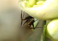 Camponotus vestitus