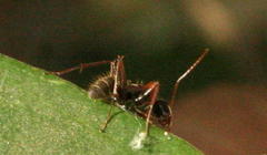 Camponotus vestitus