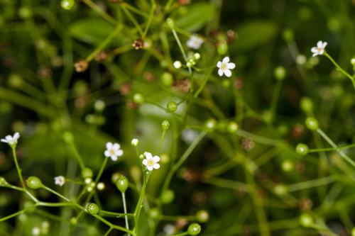 Samolus parviflorus (Samolus parviflorus)
