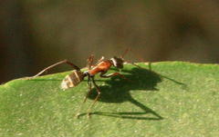 Camponotus vestitus