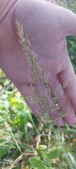 Calamagrostis epigejos