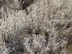 Tetradymia stenolepis