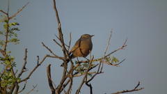 Cercotrichas coryphoeus coryphoeus