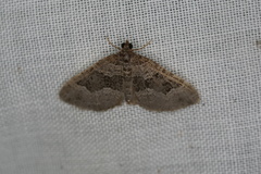 Chrysolarentia