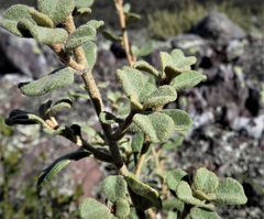 Asterolasia buckinghamii