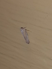 Omolicna