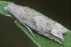Epiblema minutana