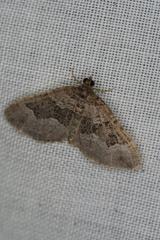 Chrysolarentia