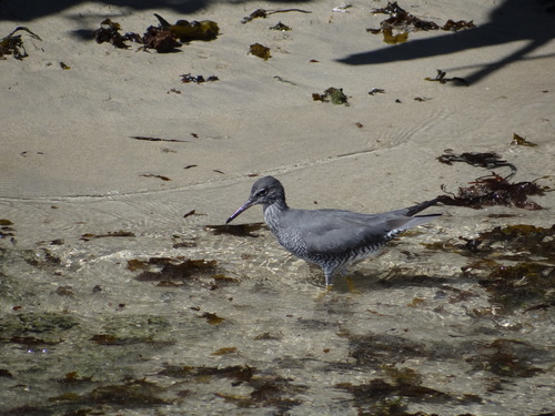 Wandering Tattler